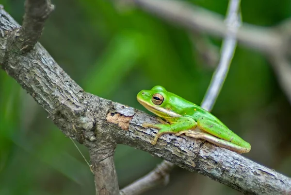 Green Tree Frog Hangs Out Branch Snake Road Southern Illinois — Stock Photo, Image