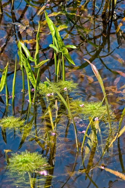 Water Plants Grow Edge Swampy Area Snake Road Illinois — Stok Foto