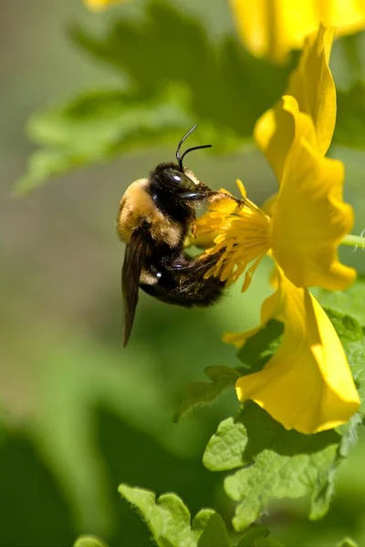 Bumble Bee Stops Bright Yellow Flower Warm Spring Day Illinois — Φωτογραφία Αρχείου