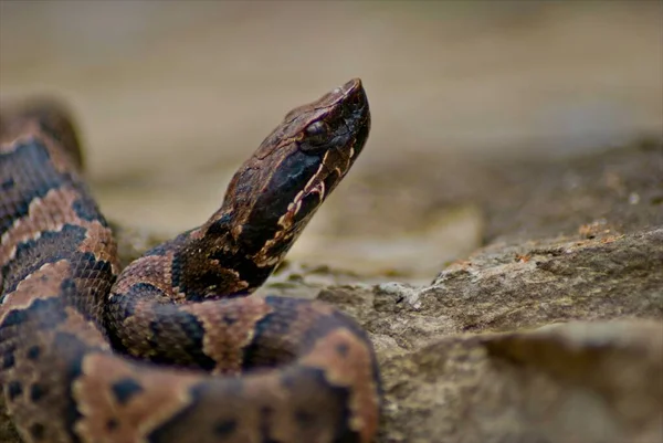 Closeup Juvinal Cottonmouth Poses Pictures Large Rock Keeps Wary Eye Stockfoto
