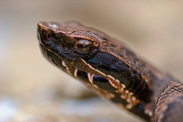 Closeup Juvinal Cottonmouth Poses Pictures Large Rock Keeps Wary Eye Stockbild