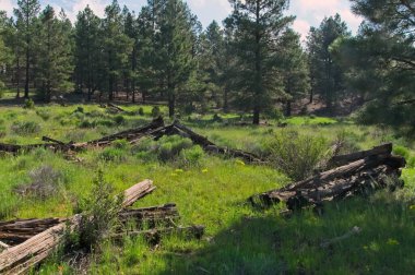 Eski bir kütük yapısı New Mexico çayırının kenarında çürüyor..
