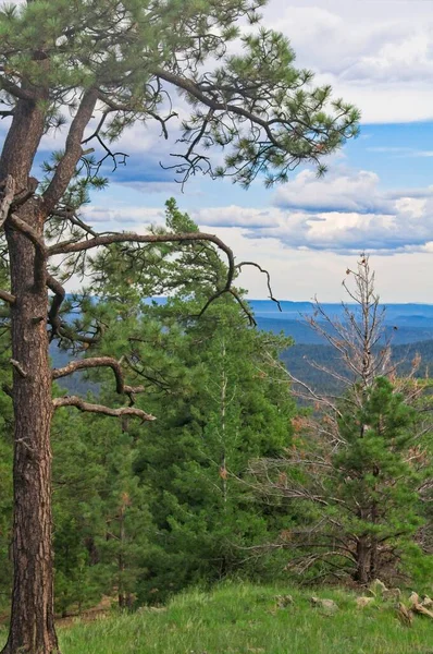 Pine Trees Dominate Scene Storm Clouds Overhead Rolling Hills Distance — Stock Photo, Image