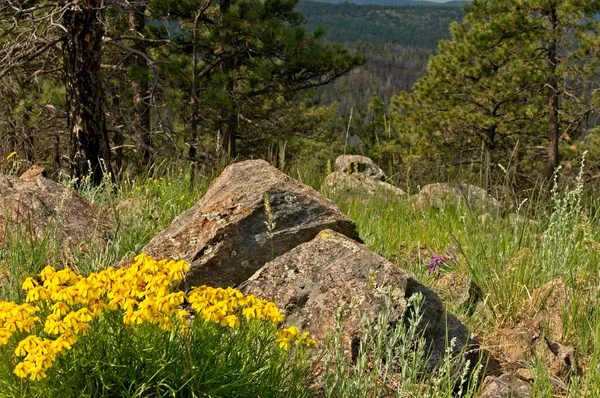 Alpine Steamless Daisy Crescer Lado Grandes Rochas Topo Uma Montanha — Fotografia de Stock