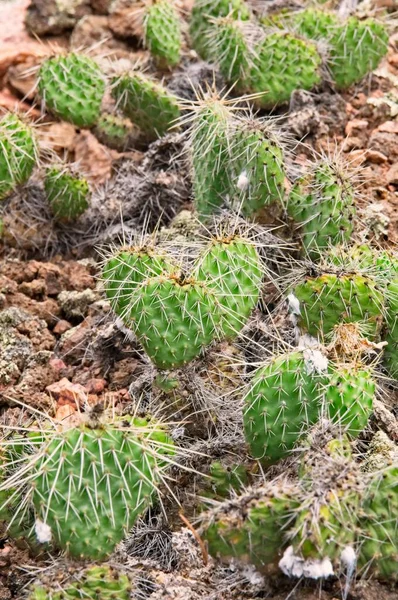 Prickly Pear Cactus Grows Wild Edge Lava Field New Mexico — Stock Photo, Image