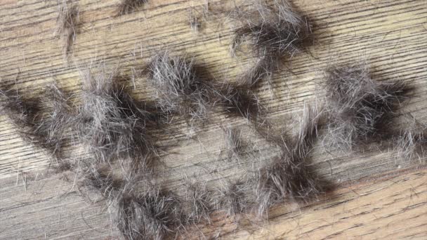 Κομμένα μαλλιά που πέφτουν πάτωμα — Αρχείο Βίντεο
