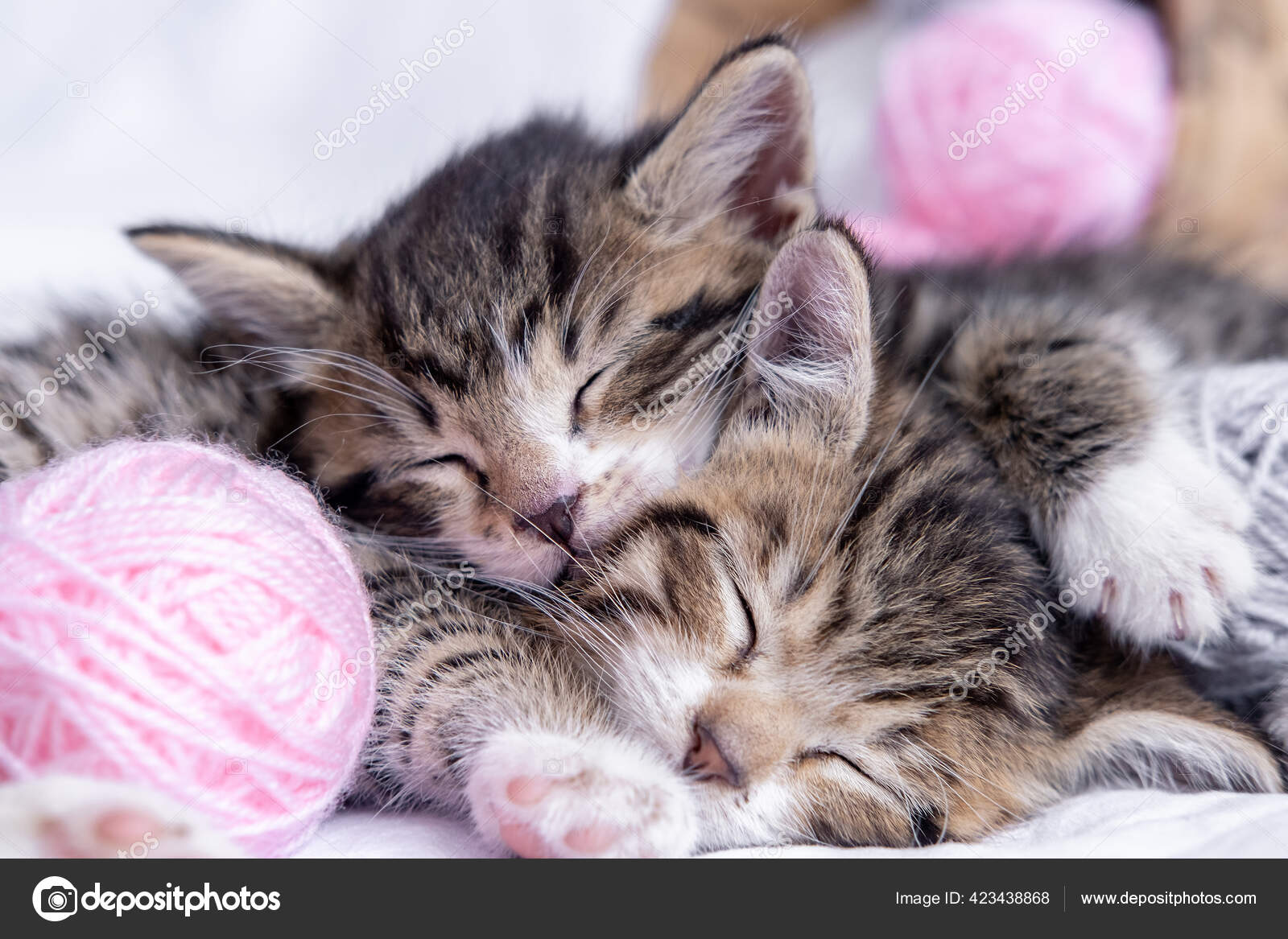 To stripete kattunger som sover med rosa og grå baller av tråd på hvit seng.  Søte små katter – stockfoto © KuzinaNatali #423438868, image size:1600x1167