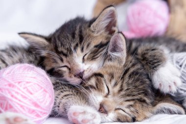 İki çizgili kedi yavrusu beyaz yatakta pembe ve gri toplarla uyuyor. Sevimli küçük kediler.