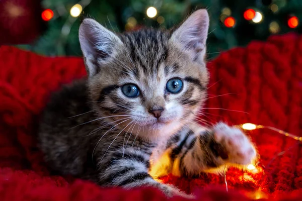 Gato de Natal. Retrato gatinho listrado brincando com luzes de Natal guirlanda no fundo vermelho festivo. Kitty olhando para a câmera — Fotografia de Stock