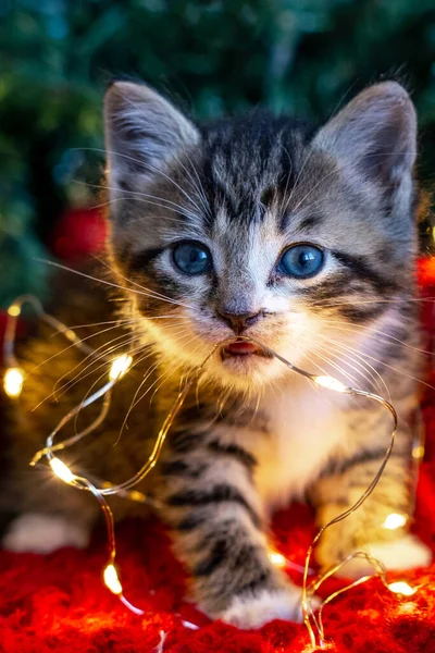 Świąteczny kot. Mały ciekawy zabawny kotek w paski bawi się świąteczną girlandą na świątecznym tle. Kot żuje światła — Zdjęcie stockowe