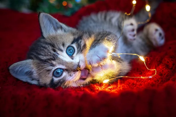 Gato de Natal. Retrato gatinho listrado brincando com luzes de Natal guirlanda no fundo vermelho festivo. Kitty olhando para a câmera — Fotografia de Stock