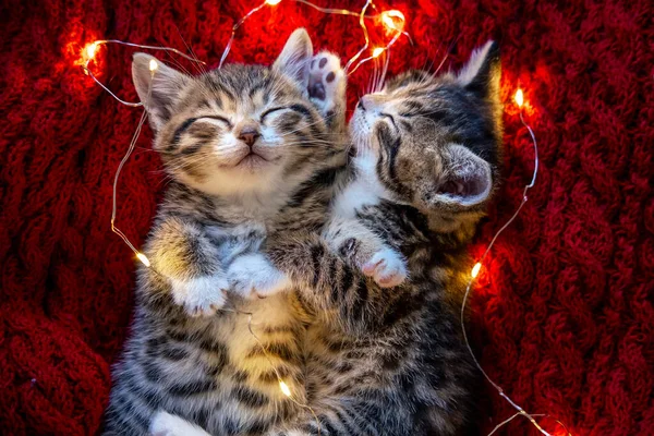 Kerstkatten. Twee schattige kleine gestreepte kittens slapen op rode achtergrond. Kitty met kerstslinger verlichting — Stockfoto