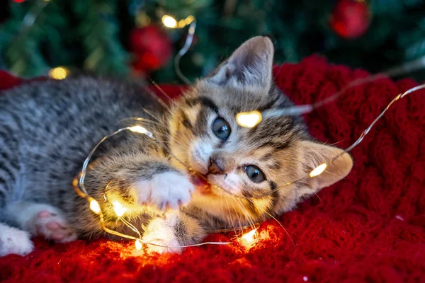Gato de Natal. Pouco curioso gatinho listrado engraçado joga com luzes de Natal guirlanda no fundo festivo. Gato mastiga luzes — Fotografia de Stock