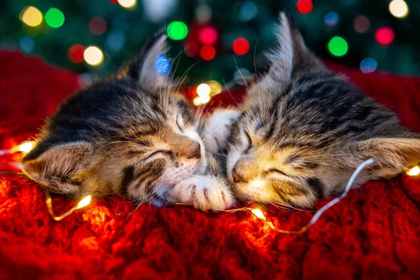 Noel kedileri. İki çizgili kedi yavrusu bayram arka planında uyuyor. Noel ışıkları olan kedicik 