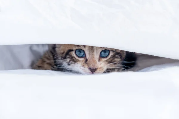 Klein gestreept katje kijkt uit van onder de deken. Concept van schattige huisdieren. — Stockfoto