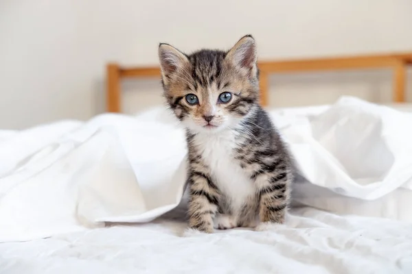 Küçük çizgili kedi yavrusu beyaz bir battaniyenin üzerinde oturuyor. Evcil hayvan kavramı — Stok fotoğraf