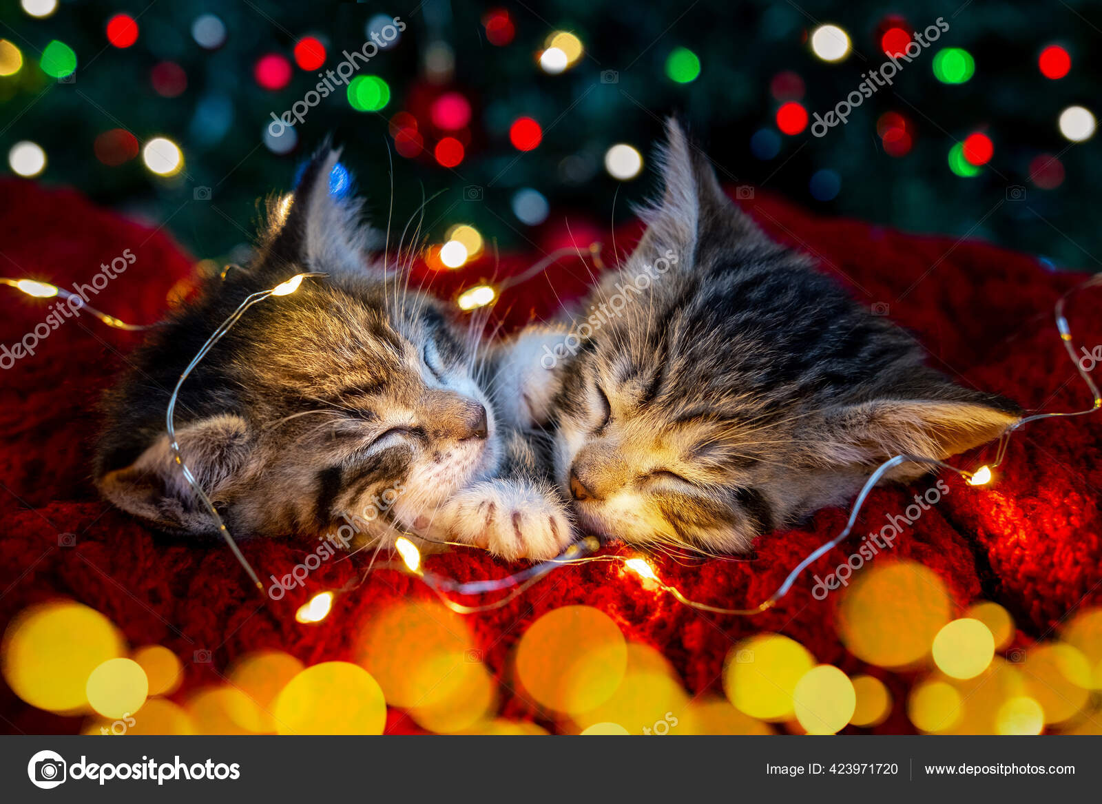 Christmas Two cute little striped kittens sleeping on