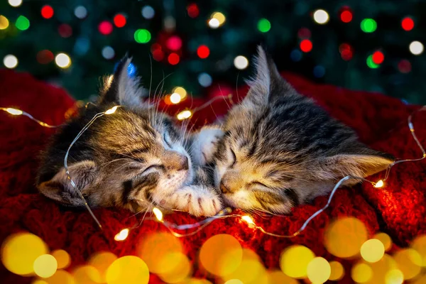 Gatos de Natal. Dois gatinhos listrados bonitos dormindo no fundo festivo do feriado. Gatinho com luzes de Natal — Fotografia de Stock