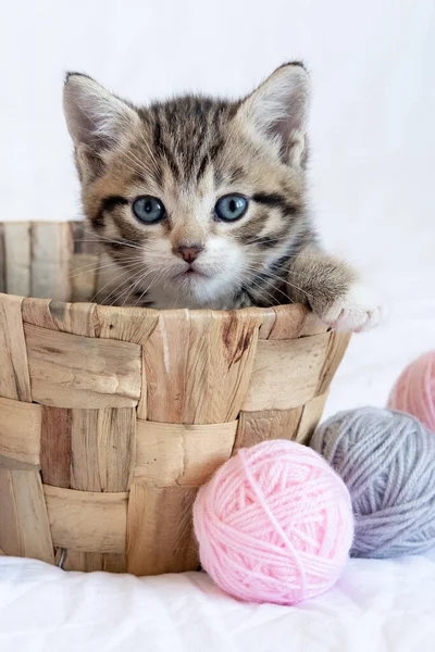 O gato fofo está brincando com uma bola de fios rosa. curioso gatinho  deitado em cima