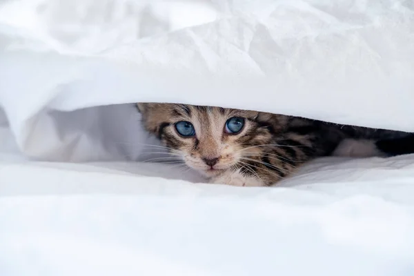 Sırtüstü uzanmış beyaz battaniyede uyuyan çizgili küçük kedi yavrusu. Sevimli sevimli kedi kavramı — Stok fotoğraf