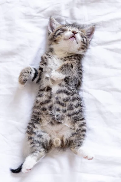 Small smiling striped kitten lying on back sleeping on white blanket. Concept of cute adorable pets cats — Stock Photo, Image