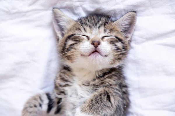 Small smiling striped kitten lying on back sleeping on white blanket. Concept of cute adorable pets cats — Stock Photo, Image