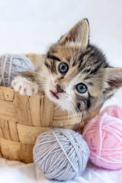 O gato fofo está brincando com uma bola de fios rosa. curioso gatinho  deitado em cima