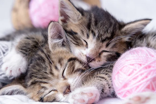 Två randiga kattungar sover med rosa och grå bollar skeden av tråd på vit säng. Söta små katter — Stockfoto