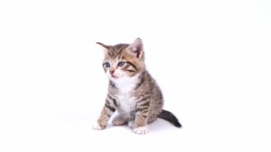 4k çizgili kedi yavrusu beyaz stüdyo arka planında oturur ve kameraya bakar. Kedi tökezler