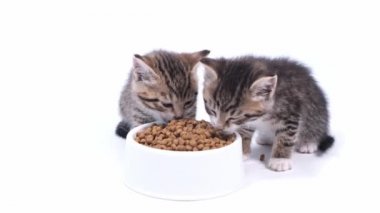 4k iki çizgili kedi yavrusu yavru kediler için taze kedi maması yiyor. Beyaz arka planda kedi maması reklamı