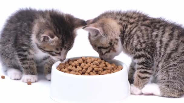 4k dois gatinhos listrados comendo comida fresca de gato seco para pequenos gatinhos. Publicidade kitty food no fundo branco — Vídeo de Stock