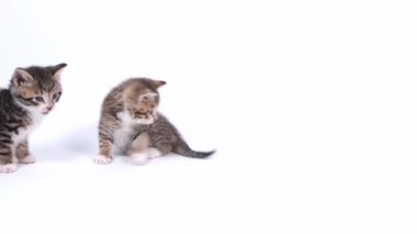4k İki çizgili yavru kedi beyaz stüdyo arka planında birlikte oynuyor. Sağlıklı sevimli evcil hayvanlar ve kediler. 