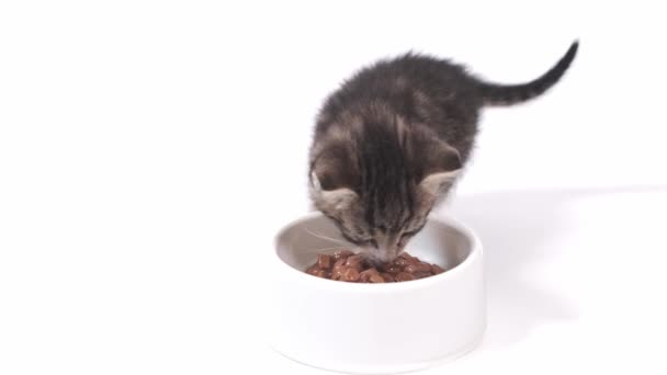 4k Dois pequenos gatinhos listrados correm até a tigela com comida e começam a comer comida de gato enlatada para pequenos gatinhos. Publicidade comida de gatinho molhada no fundo branco. — Vídeo de Stock