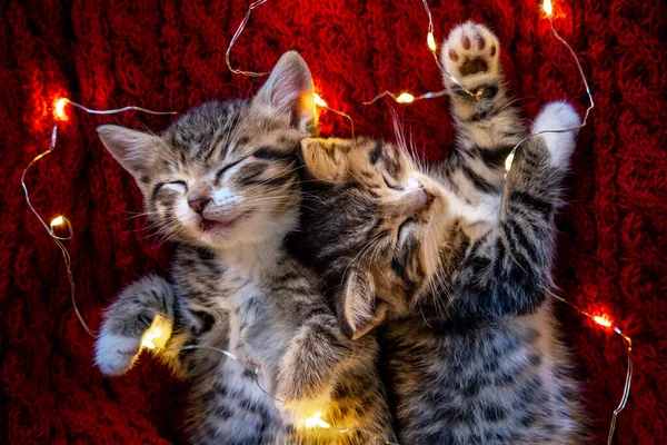 Kerstkatten. Twee schattige kleine gestreepte kittens slapen op rode achtergrond. Kitty met kerstslinger verlichting — Stockfoto