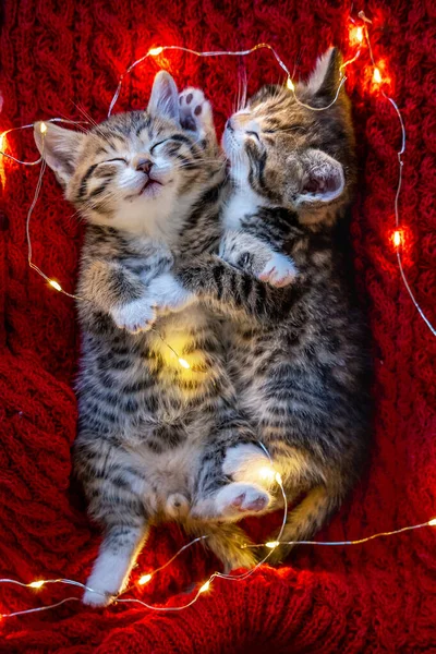 Χριστουγεννιάτικες γάτες. Δύο χαριτωμένα γατάκια με ρίγες που κοιμούνται σε κόκκινο φόντο. Kitty με χριστουγεννιάτικα φώτα γιρλάντα — Φωτογραφία Αρχείου