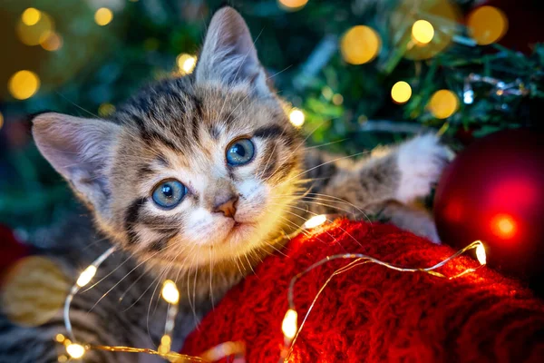 Noel kedisi. Çizgili kedi yavrusu Noel ışıklarıyla oynuyor. Kırmızı arkaplanda çelenk var. Kitty kameraya bakıyor.