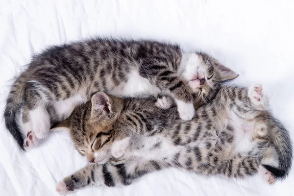 Dos pequeños gatitos domésticos a rayas que duermen en casa acostados en la cama manta blanca. Concepto de lindas mascotas adorables gatos — Foto de Stock