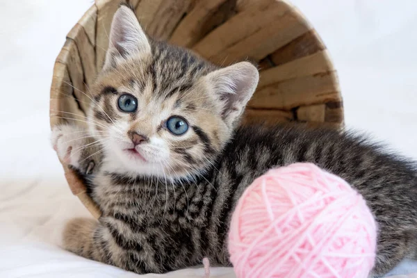 O gato fofo está brincando com uma bola de fios rosa. curioso gatinho  deitado em cima