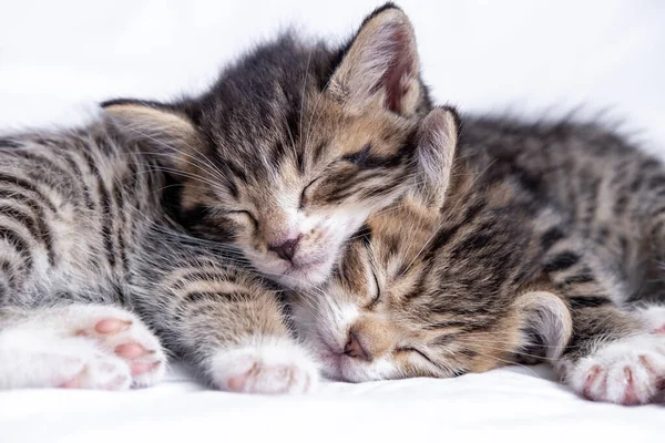 Dois pequenos gatinhos domésticos listrados dormindo em casa deitados na cama cobertor branco. Conceito de bonito adorável animais de estimação gatos — Fotografia de Stock