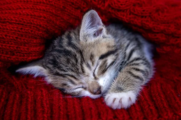 Small smiling striped kitten lying on back sleeping on white blanket. Concept of cute adorable pets cats — Stock Photo, Image