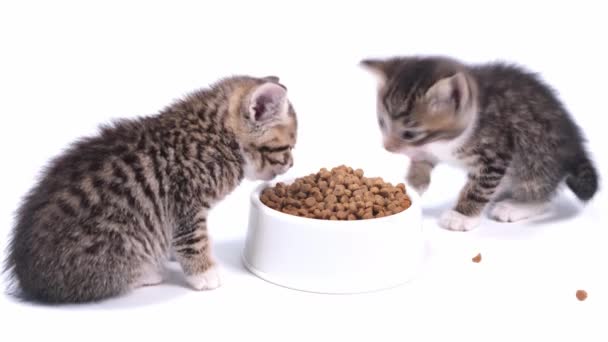 4k két csíkos cica eszik friss száraz macska élelmiszer részére kis cica. Hirdetés cica élelmiszer fehér alapon — Stock videók