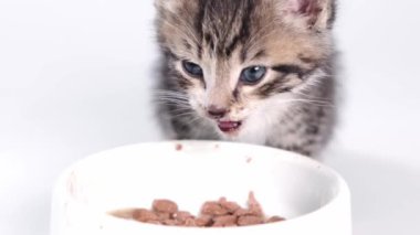 4K. Çizgili kedi yavrusu küçük kediler için taze kedi maması yiyor. Kedi yavrusu yedikten sonra dudaklarını yalıyor. Beyaz arka planda ıslak kedi maması reklamı.