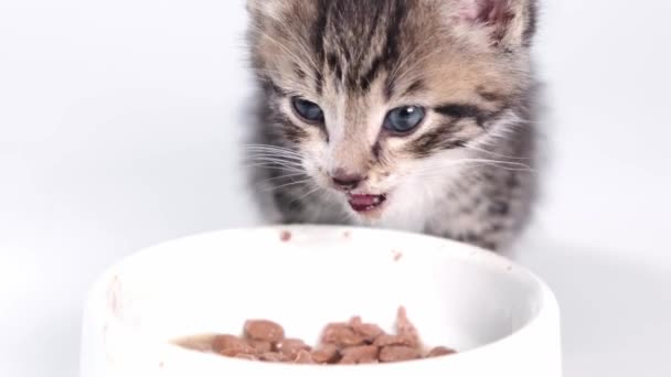 4k Tutup bergaris-garis kucing makan makanan kucing kalengan segar untuk anak kucing kecil. Anak kucing menjilat bibirnya setelah makan. Iklan makanan kucing basah di latar belakang putih — Stok Video