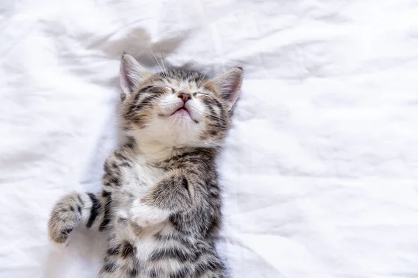 Klein lachend gestreept kitten liggend op rug slapend op witte deken. Concept van schattige schattige huisdieren katten — Stockfoto