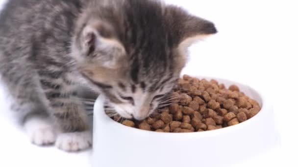 4k Close up gatinho listrado come comida fresca de gato seco para pequenos gatinhos. Publicidade kitty food no fundo branco — Vídeo de Stock
