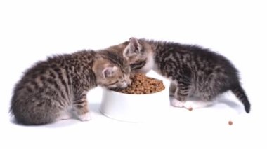 4k iki çizgili kedi yavrusu yavru kediler için taze kedi maması yiyor. Beyaz arka planda kedi maması reklamı