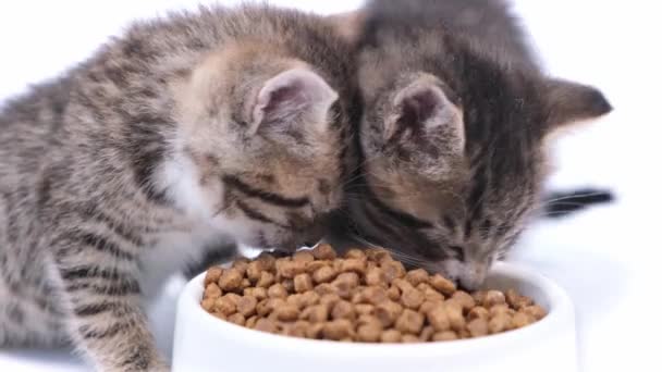 4k twee gestreepte kittens die vers droog kattenvoer eten voor kleine kittens. Reclame kitty voedsel op witte achtergrond — Stockvideo