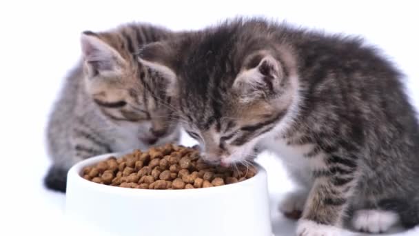 4k dvě pruhovaná koťátka jedí čerstvé suché kočičí krmivo pro malá koťátka. Reklamní kočička potravin na bílém pozadí — Stock video