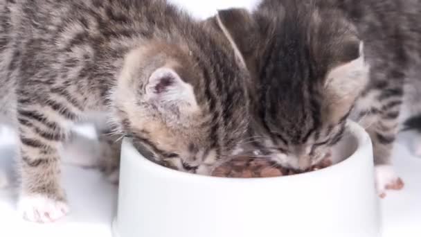 4k 는 줄무늬 고양이 두 마리가 작은 새끼 고양이를 위해 통조림 된 신선 한 고양이 음식을 먹는 것을 막는다. 흰 배경에 젖은 고양이 사료 광고 — 비디오