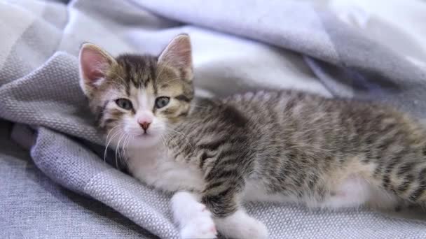 Gestreiftes Kätzchen wacht auf, gähnt und streckt sich. Kitty schaut in die Kamera. Konzept der glücklichen entzückenden Katzenhaustiere. Zeitlupe — Stockvideo